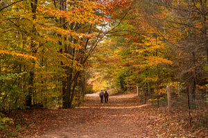 Autumn trees